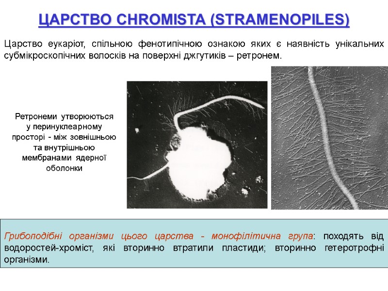 ЦАРСТВО CHROMISTA (STRAMENOPILES) Царство еукаріот, спільною фенотипічною ознакою яких є наявність унікальних субмікроскопічних волосків